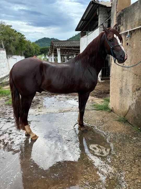Cavalo MM registrado a venda !!