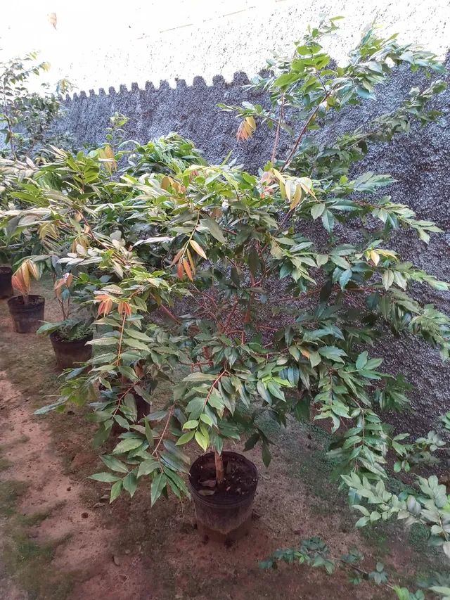 Jabuticaba branca..... - Foto 3