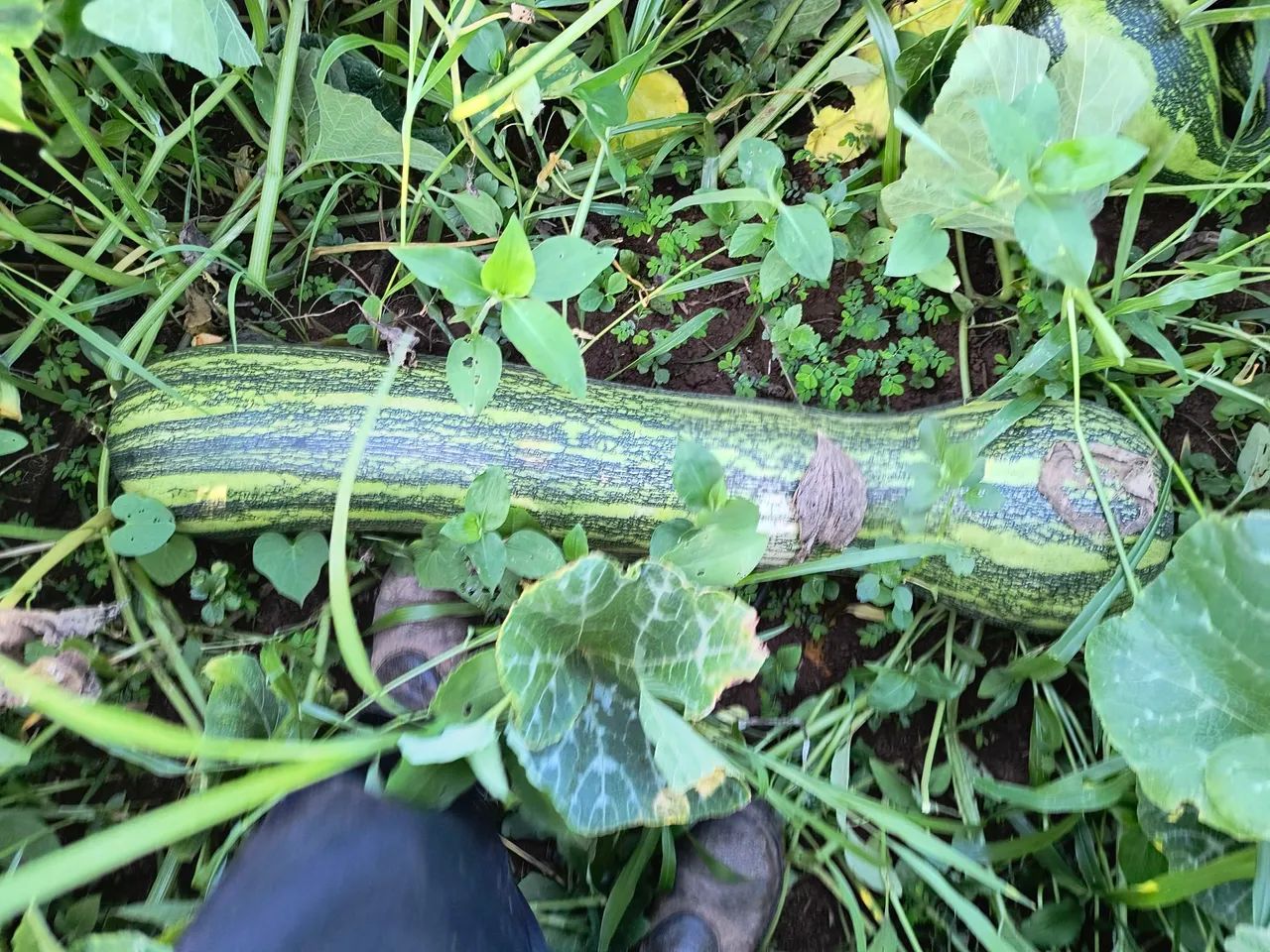 Abóbora landa - Foto 4