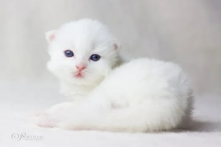 Branquinhos e danadinhos Angora  - Foto 2