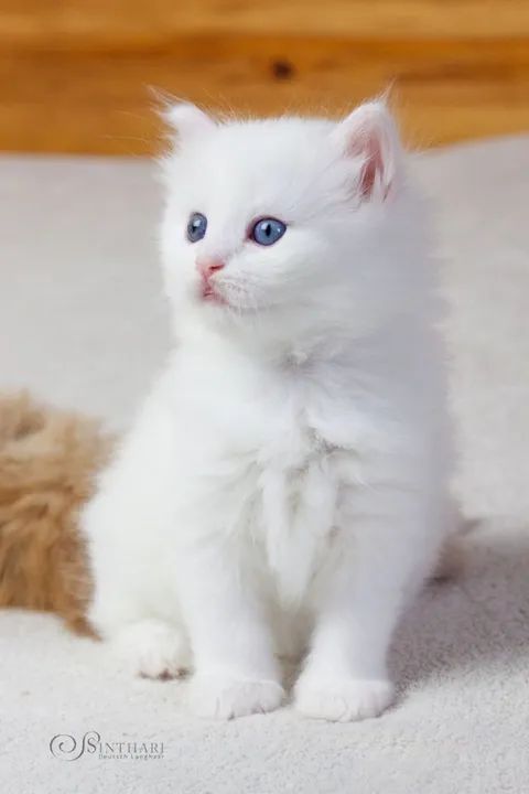 Branquinhos e danadinhos Angora 