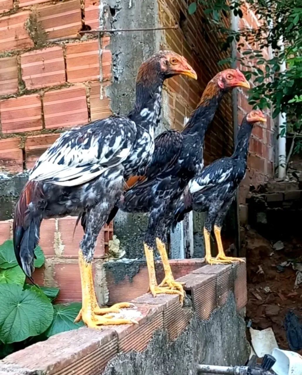 Frango novo seis meses procedência
