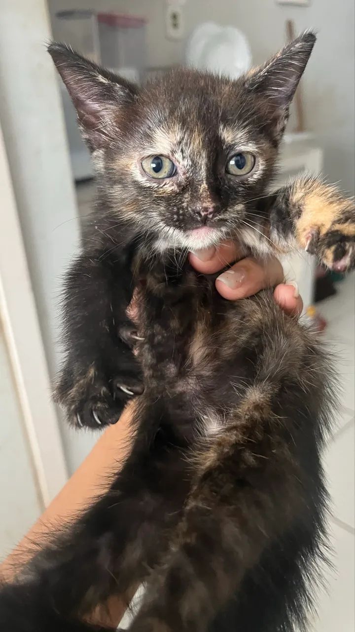 GATA MESCLADA PARA ADOÇÃO 