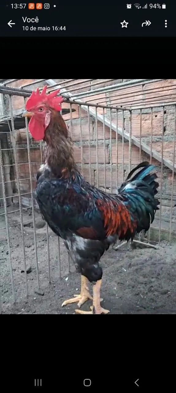 Galo de raça para venda - Foto 2