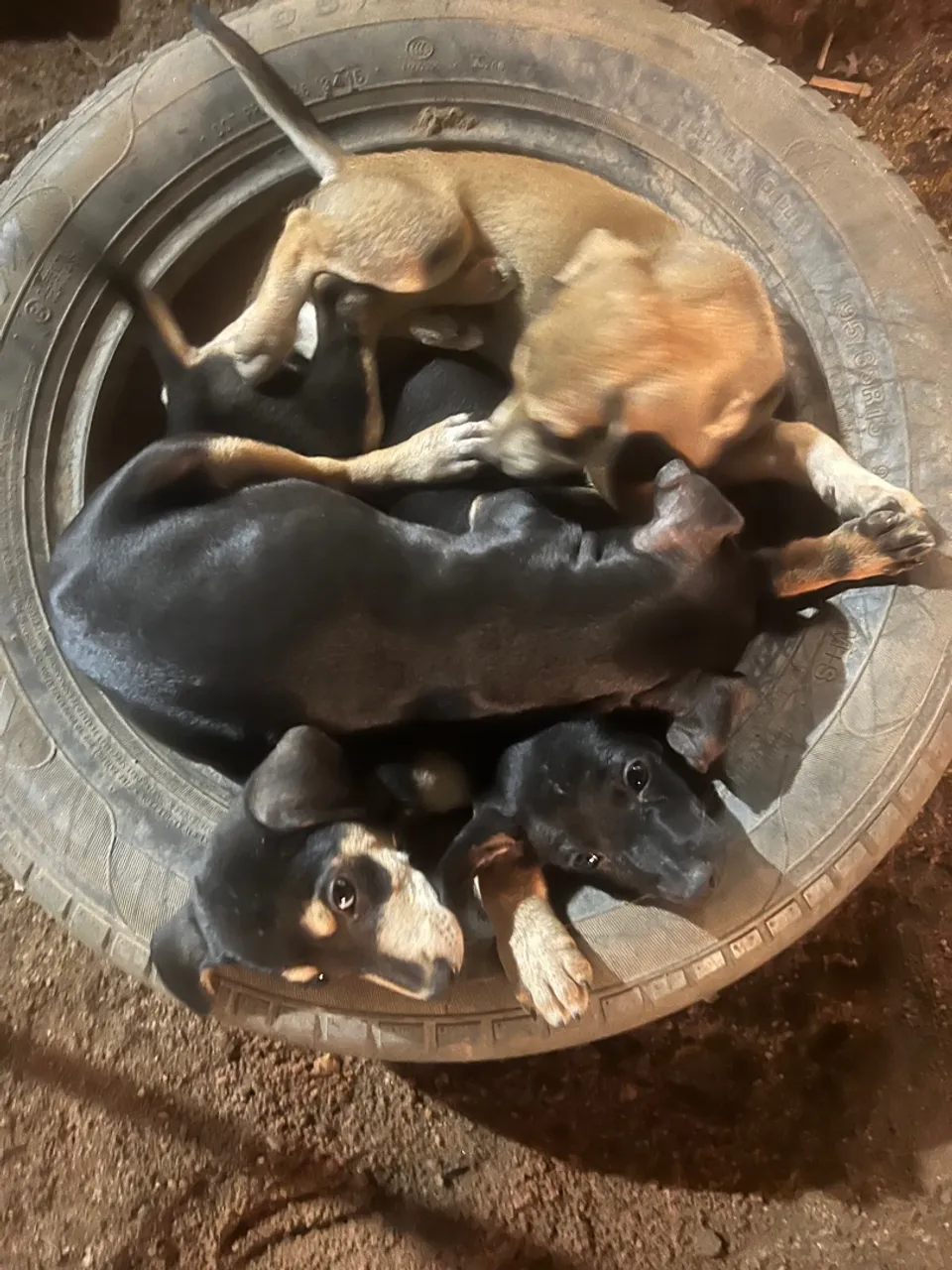 Filhotes de cachorro para adoção