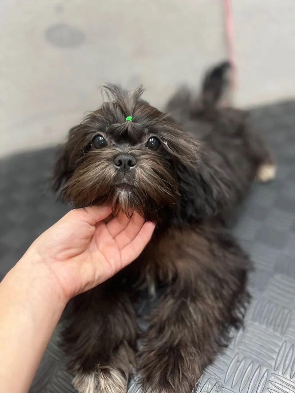 Filhote de Shih Tzu pretinho 