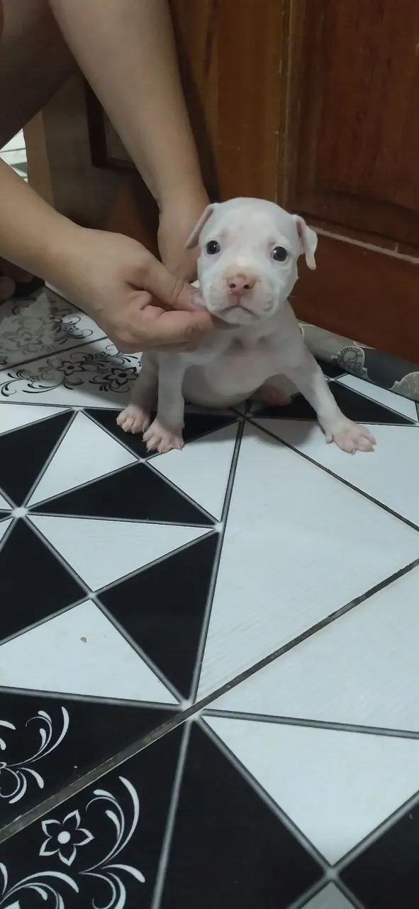 Filhote de Pit Bull - Foto 3