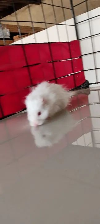 Criatório Roedores e Cia (hamster sírio e sírio angorá) - Foto 3