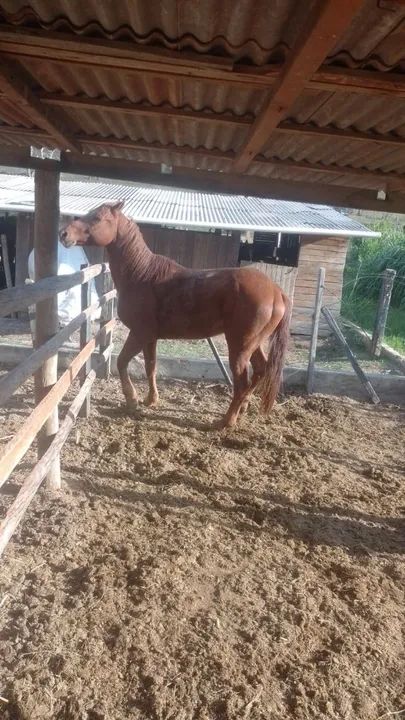 Vendo cavalo  
