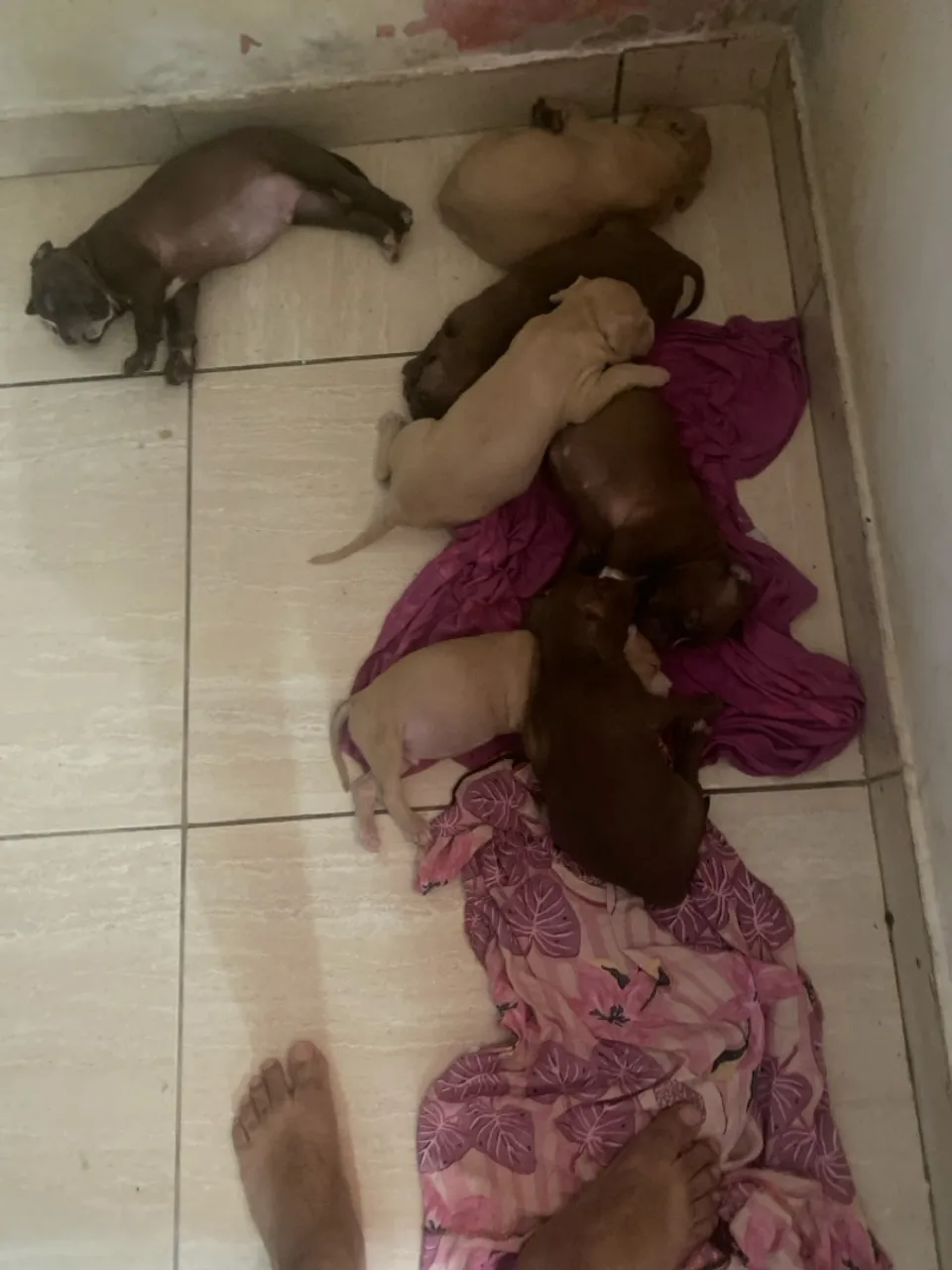 Filhotes de Pitmonster com sangue merle ?