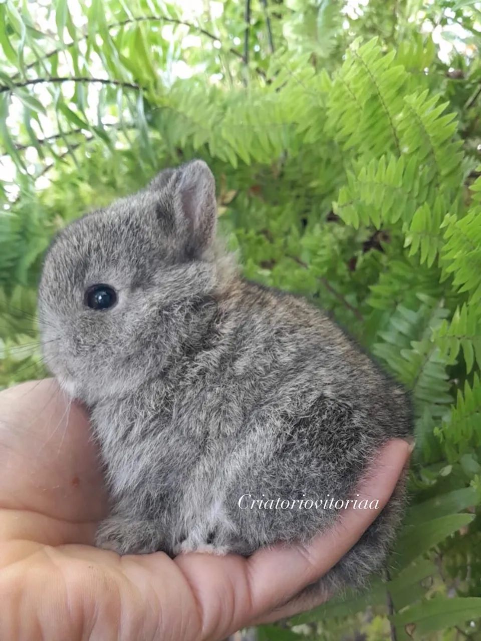 Anao netherland  - Foto 2