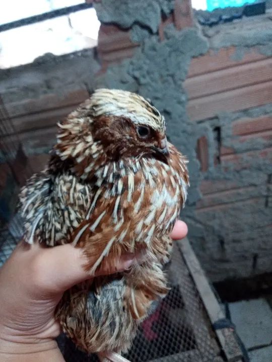 Codorna machos gigante 