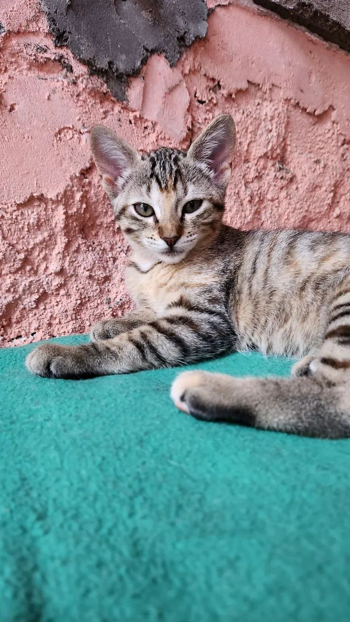 Gata filhote para adoção responsável  - Foto 2