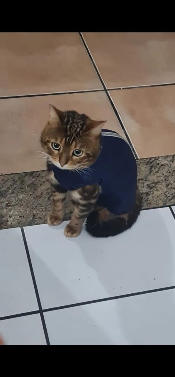 Gatinho de estimação