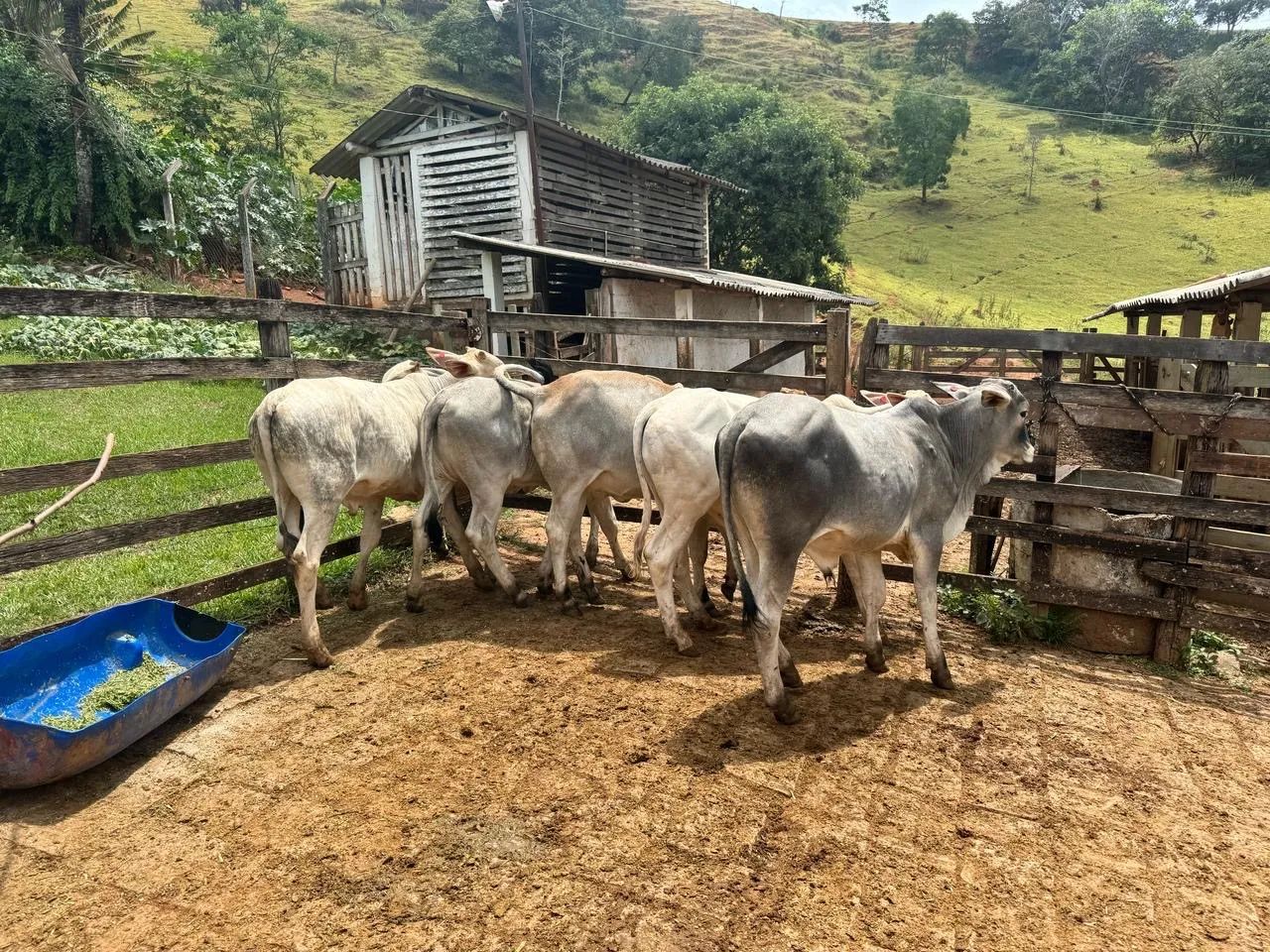 4 Bezerros Nelore 2 Bezerras Nelore  - Foto 5