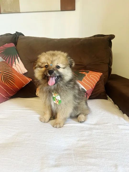 Filhote de Spitz Alemão - Foto 2