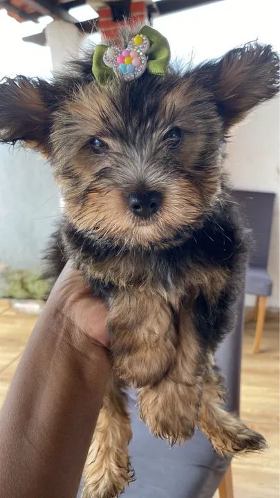 Yorkshire Terrier Fêmea - Foto 3