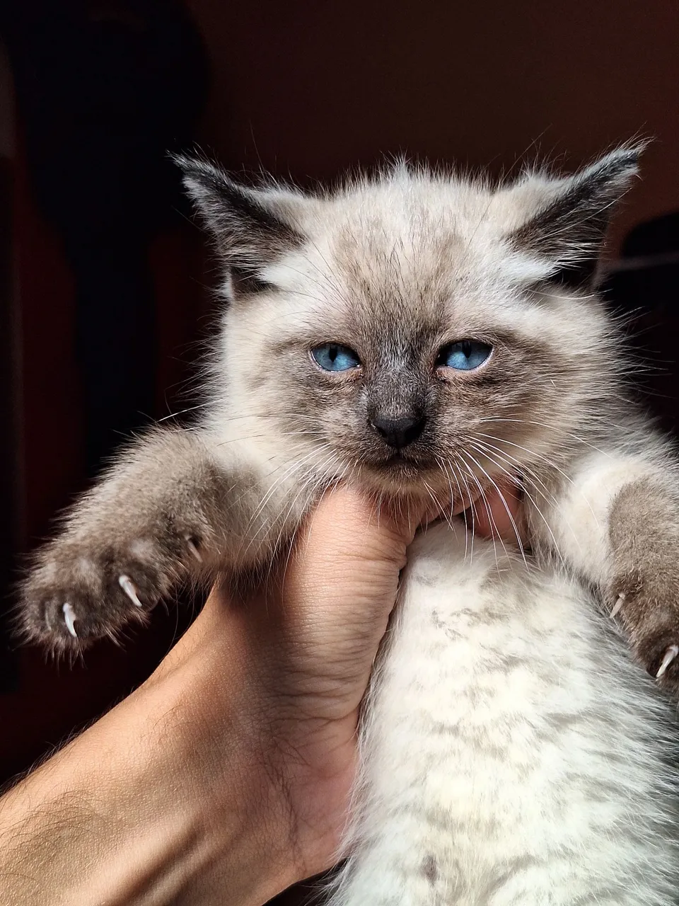 Filhote de Gato Siamês com Olhos Azuis