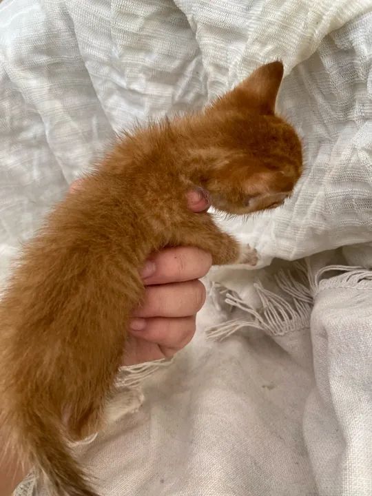 Gatinhos para adoção! - Foto 3
