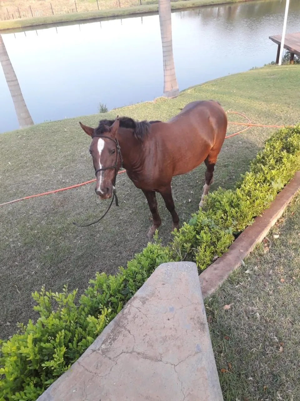 Cavalo quarto de milha para venda