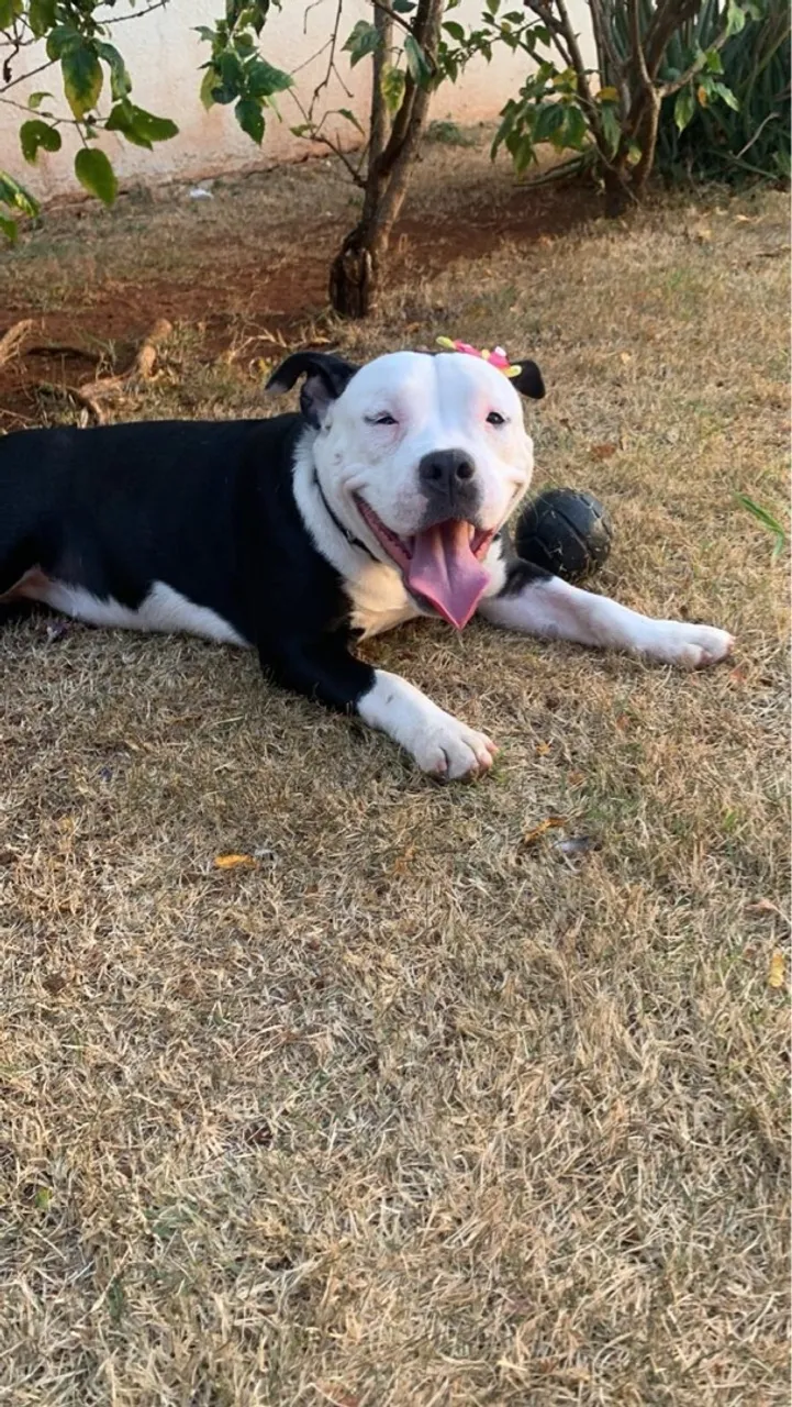 American bully adorável com florzinha