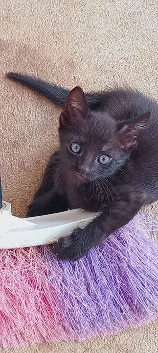 Gatinhas pretas lindas para adoção - Foto 2