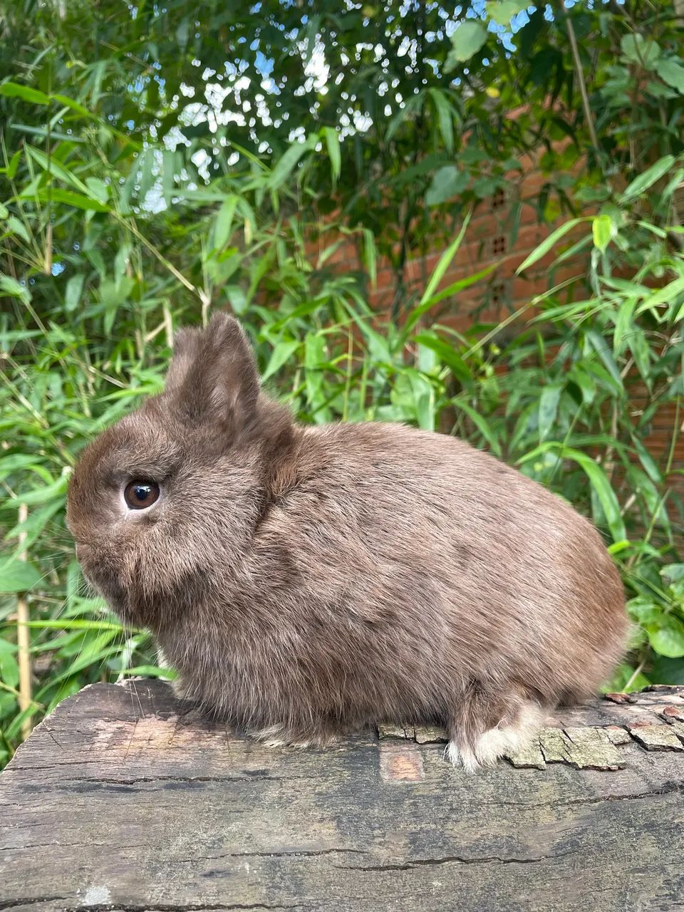 Netherland Dwarf adulto  - Foto 4