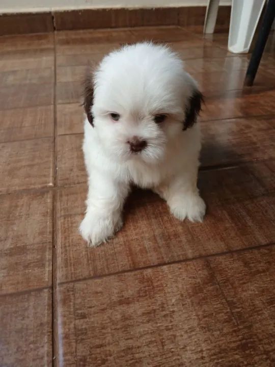 BBS de chitizu a pronta entrega  - Foto 6