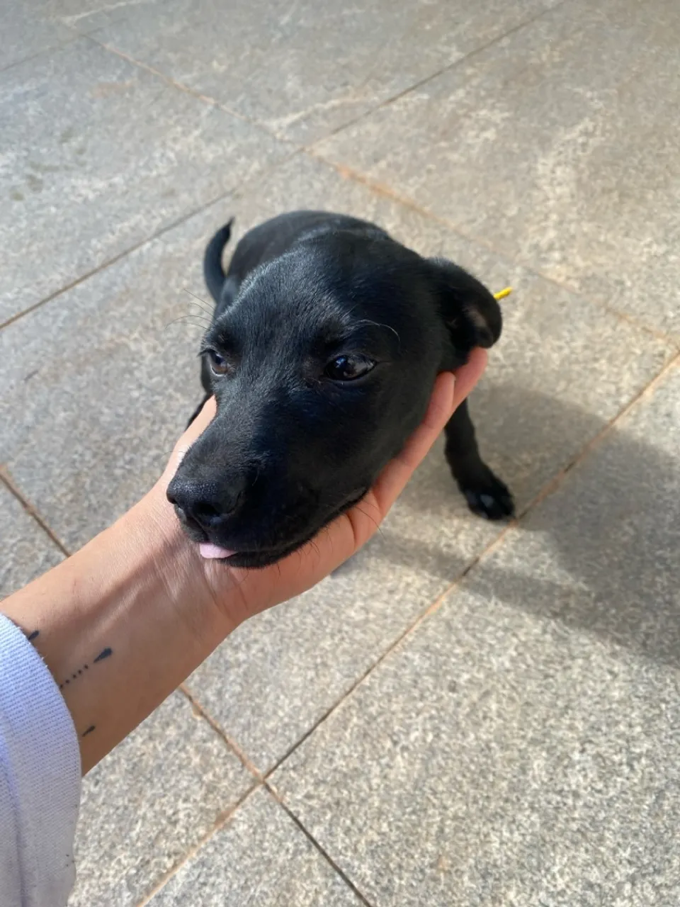 Filhote de cachorro preto