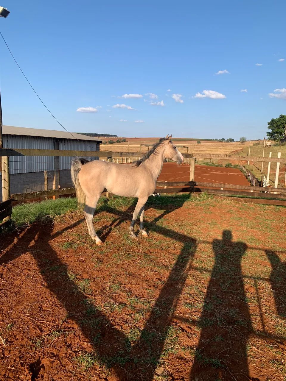 Égua Meio Sangue Paint Horse