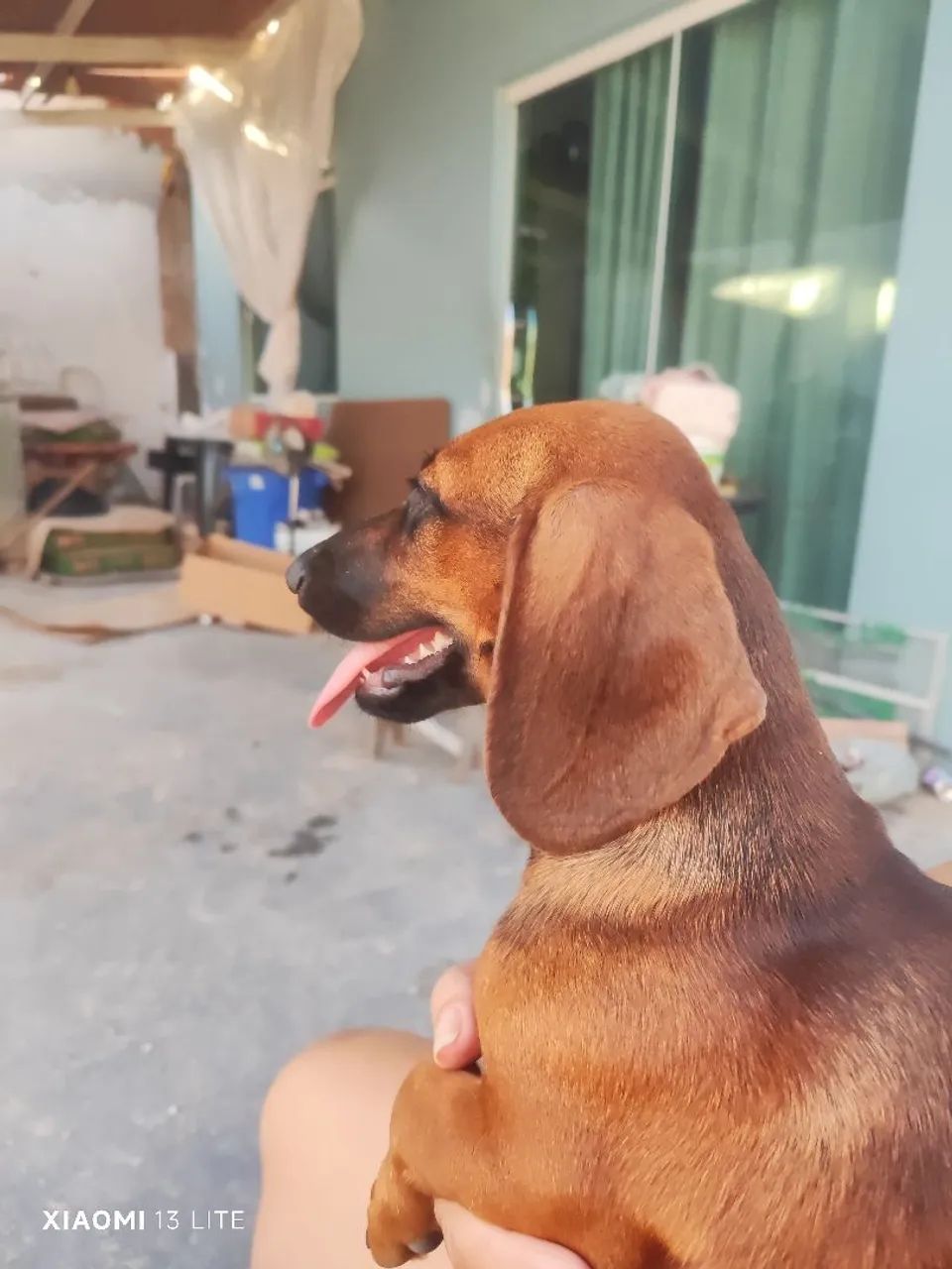 Filhote de dachshund "salsicha" - Foto 3
