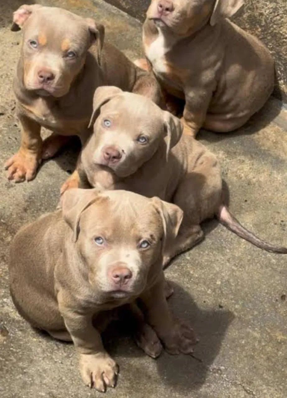 Vendo Filhotes Pit Bull  - Foto 2
