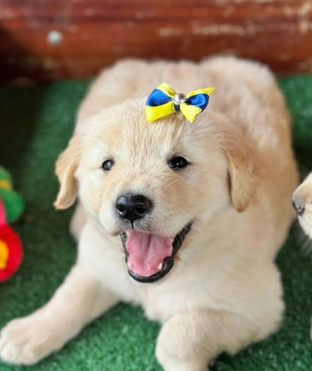 Filhote Golden Retriever -Para quem busca um pet super ativo  - Foto 2