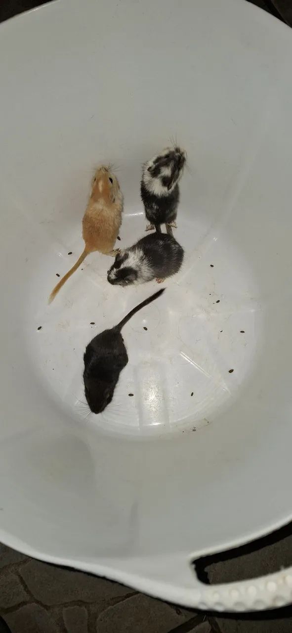 Esquilos Gerbil64169288289794120