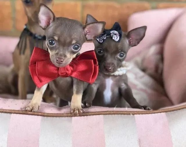 Filhotes de Pinscher um machinho e uma fêmea com 51 dias vacinados padrão zero-Alberto
