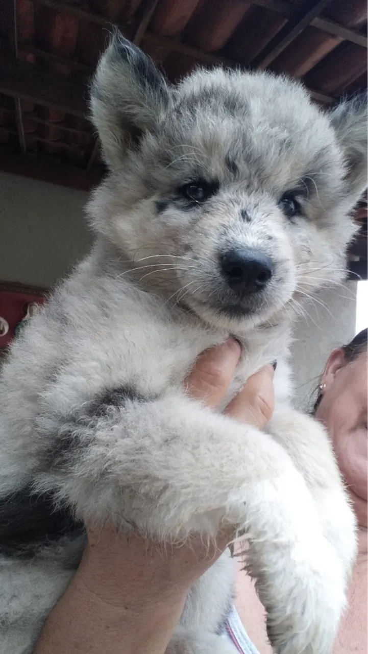 Filhotes de husky siberiano 