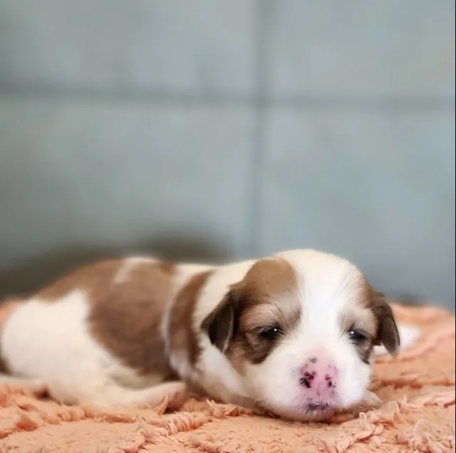 Lhasa Apso Pequeno Padrão - Microchip e pedigree já inclusos
