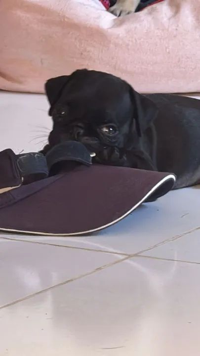 Filhote Pug Preto - Foto 2