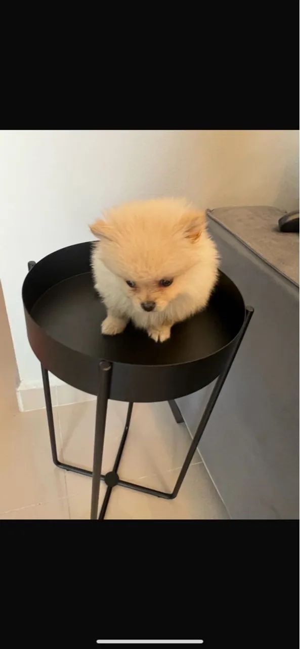 Lulu da Pomerânia - spitz alemão - Foto 5