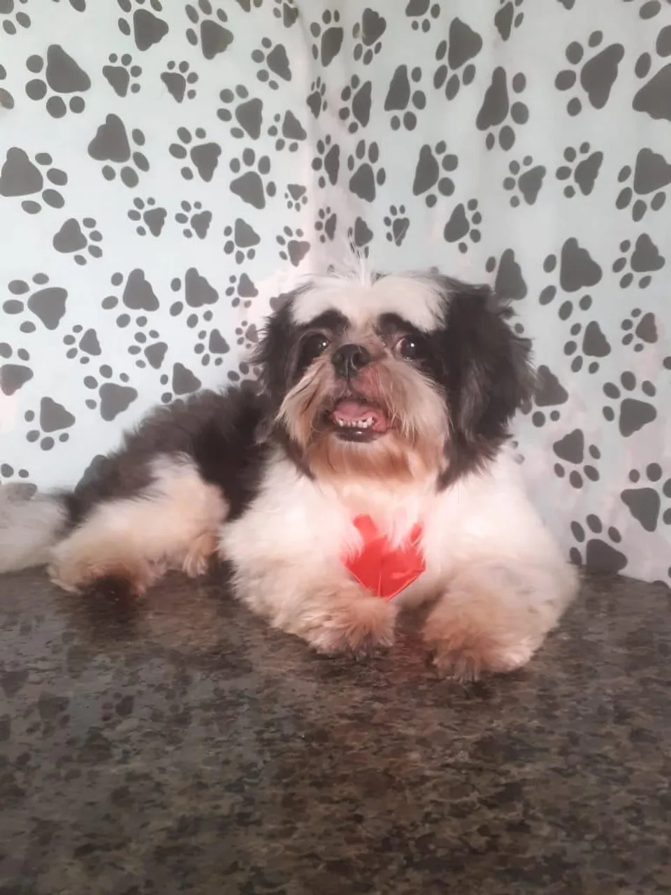 Shih Tzu fofo para adoção