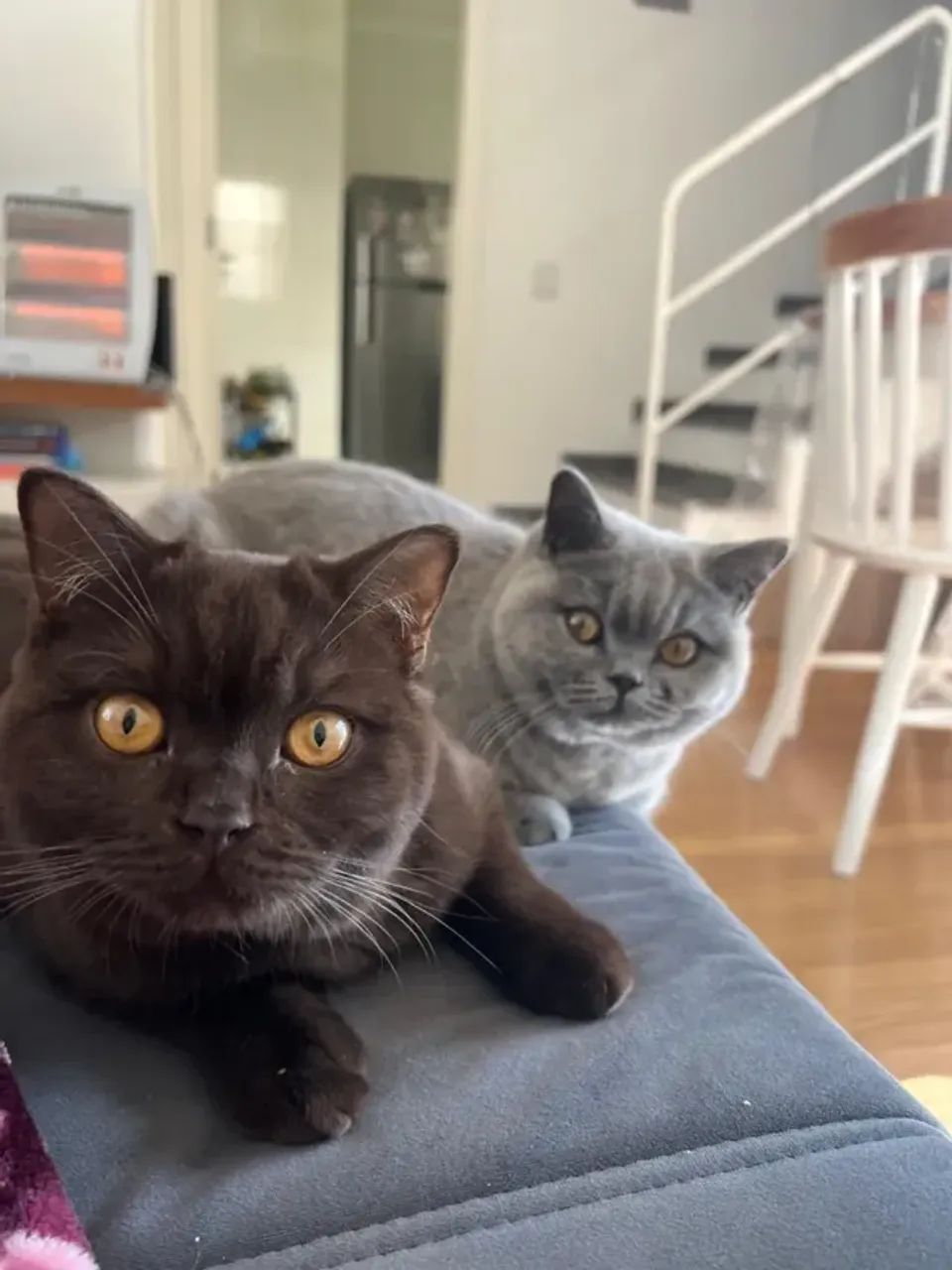 Vende-se dois gatinhos British Shorthair com pedigree INTERNACIONAL - Foto 5