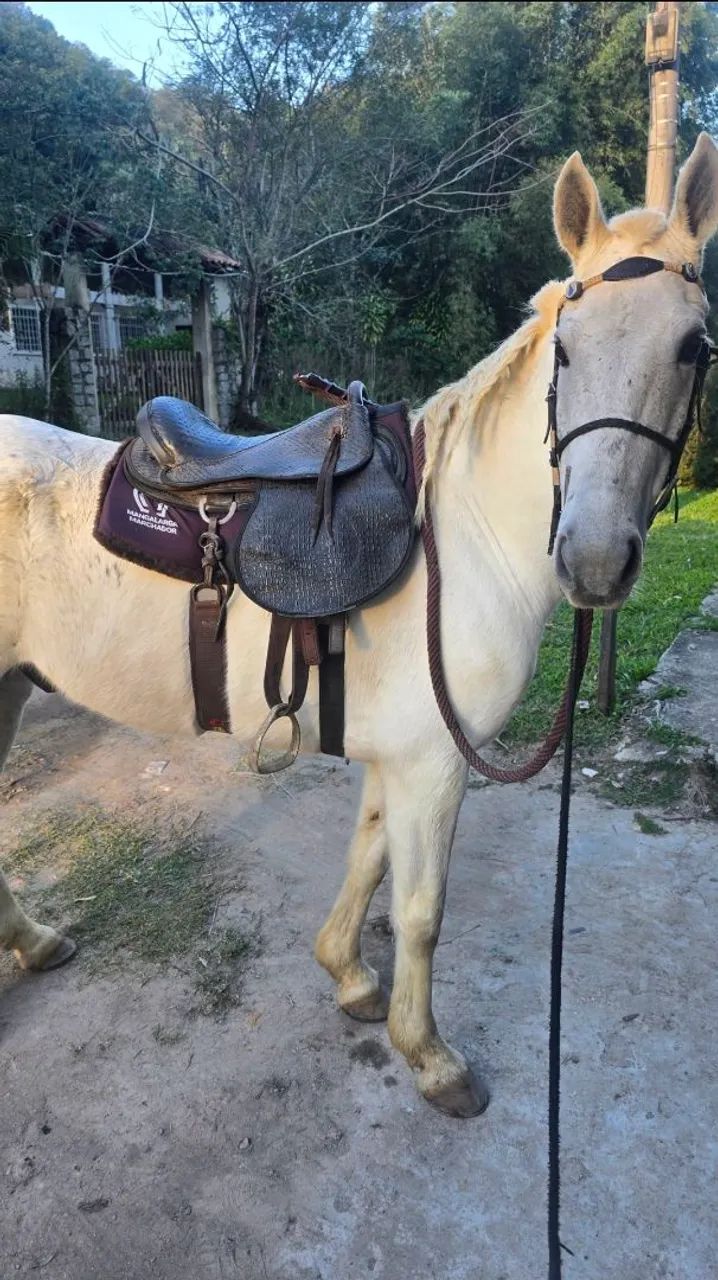 Vendo Cavalo e charrete - Foto 3