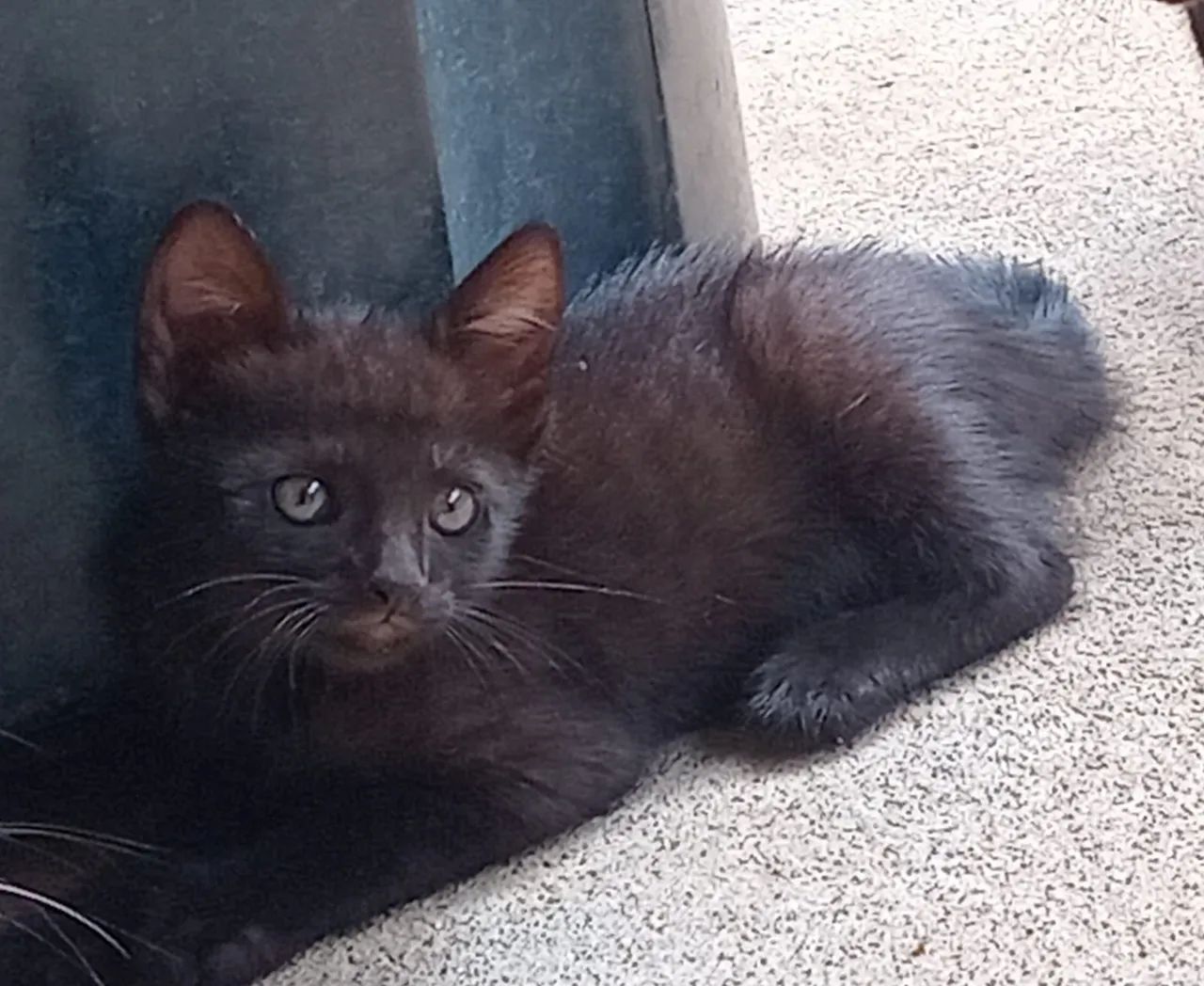 Gatinhas pretas lindas para adoção