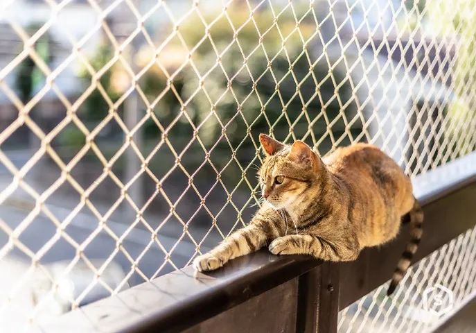 tela de proteção - Foto 2