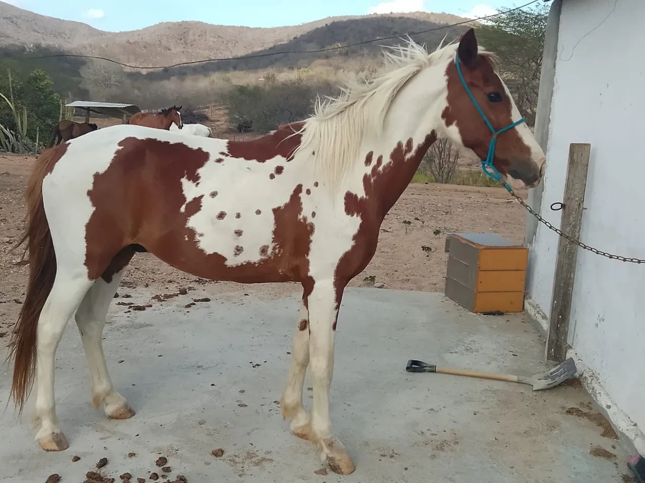 Cavalo pampo - Foto 5