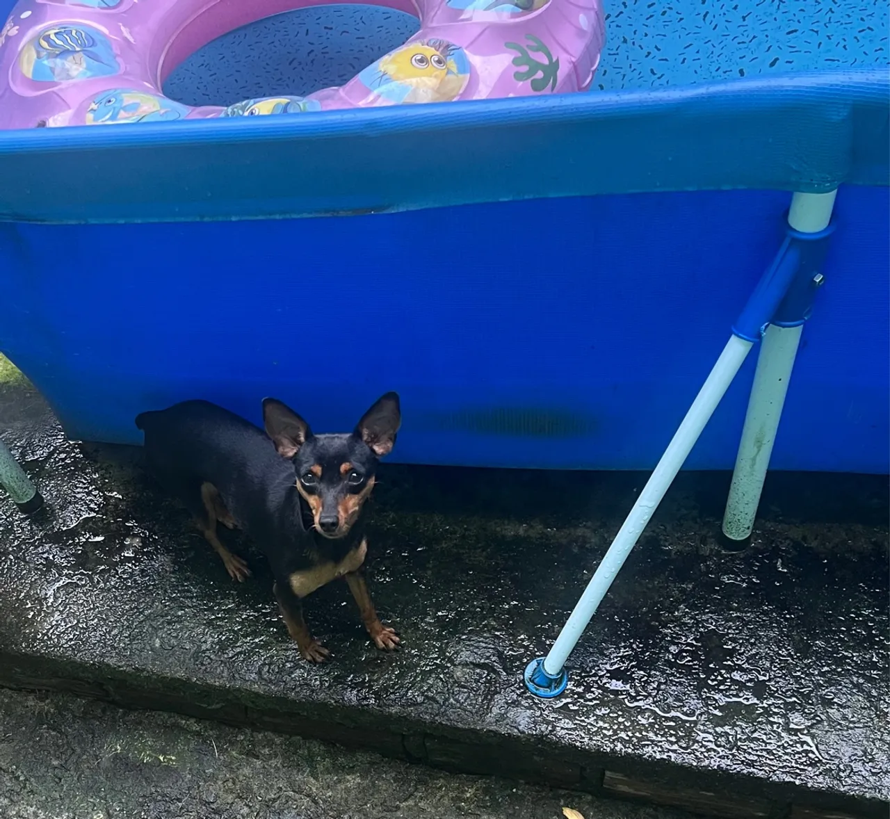 Cachorrinha pinscher fêmea n 1