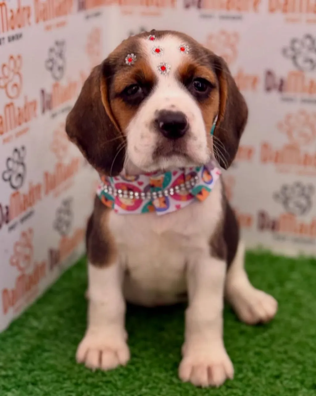 Filhote Beagle