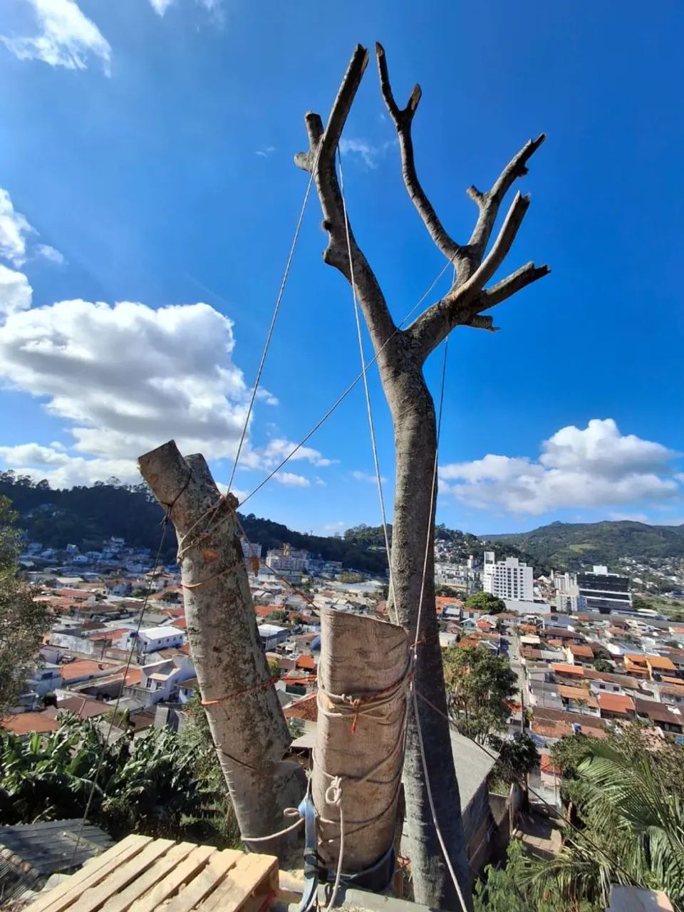 Poda em árvores retirada de material *  - Foto 3