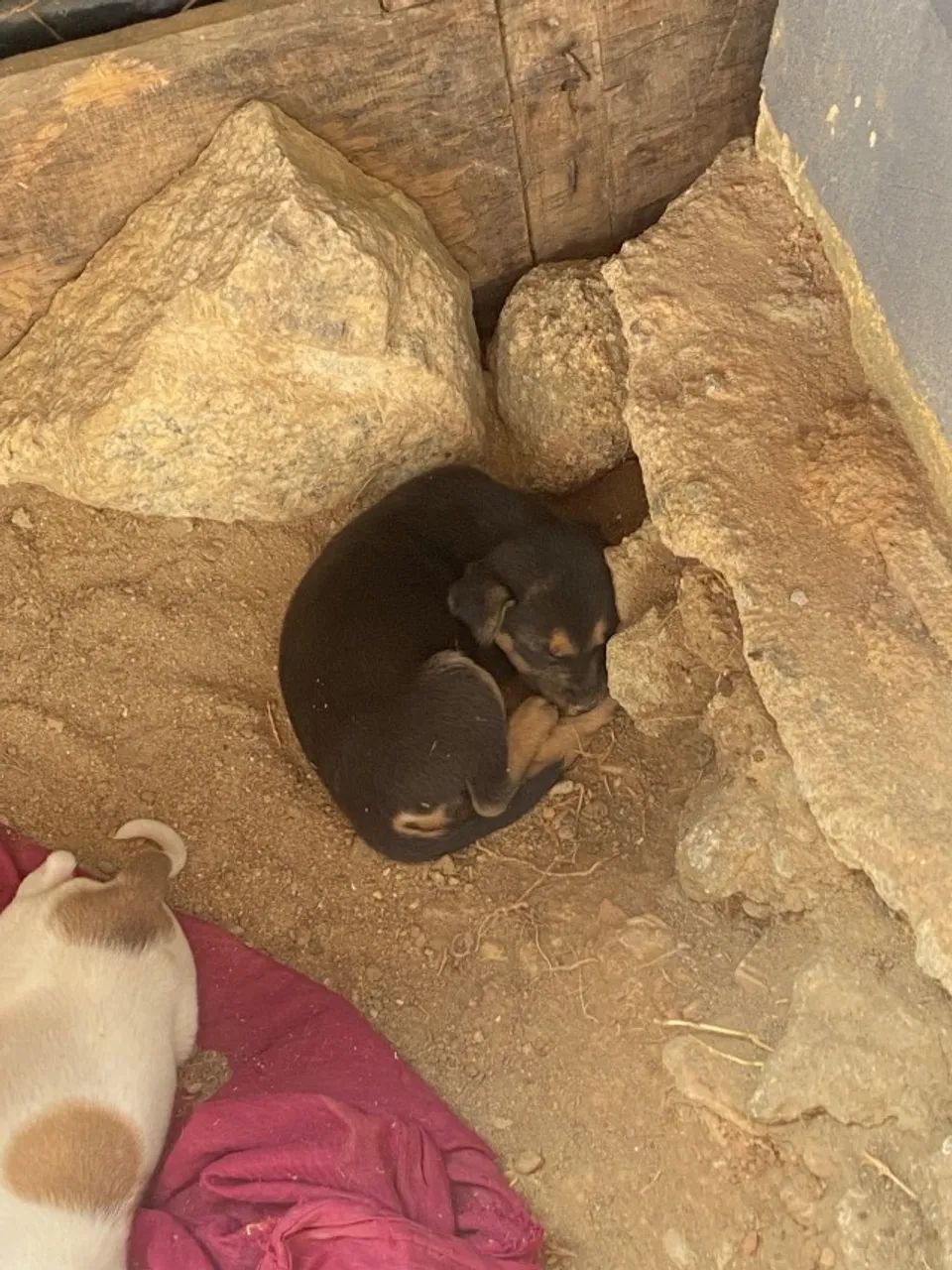Cachorro - doação  - Foto 3