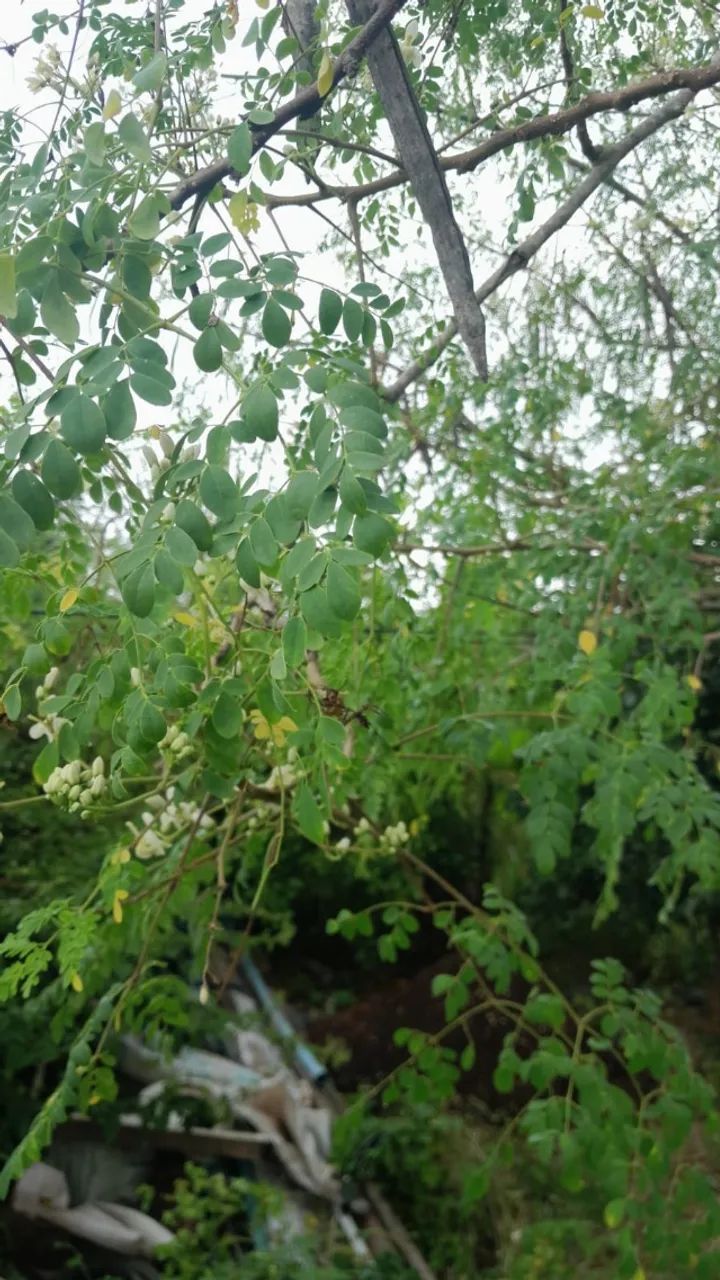 Sementes de Moringa oileifera - Foto 5